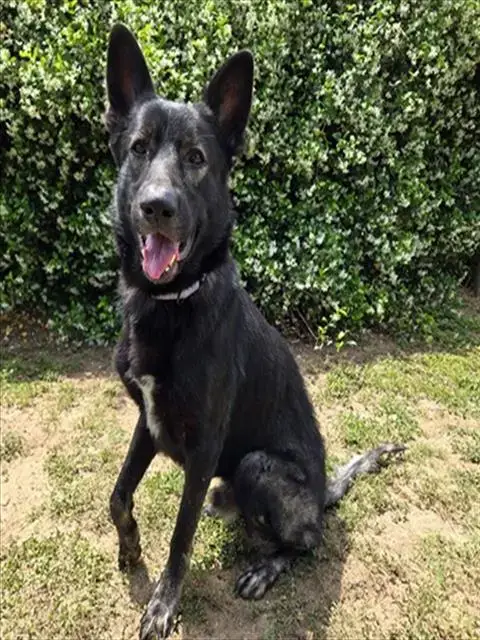 Duke