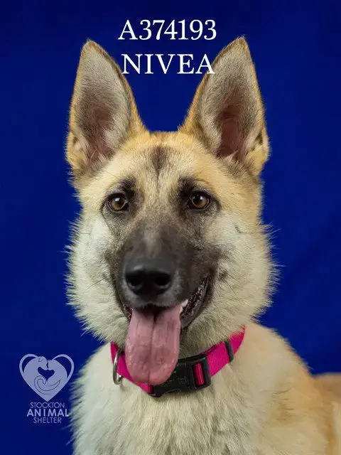 Nivea