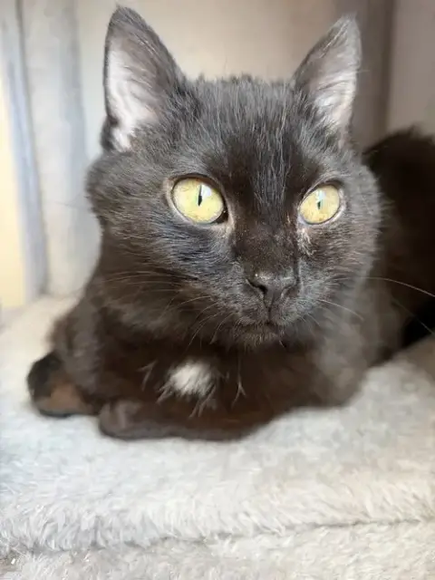 Rumi