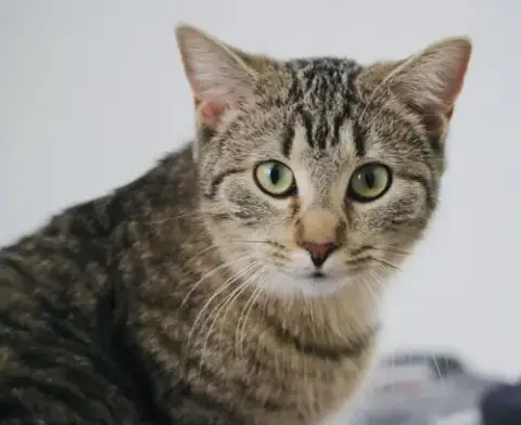 Hazel