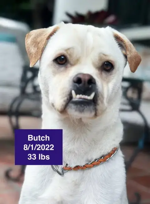 Butch photo 3