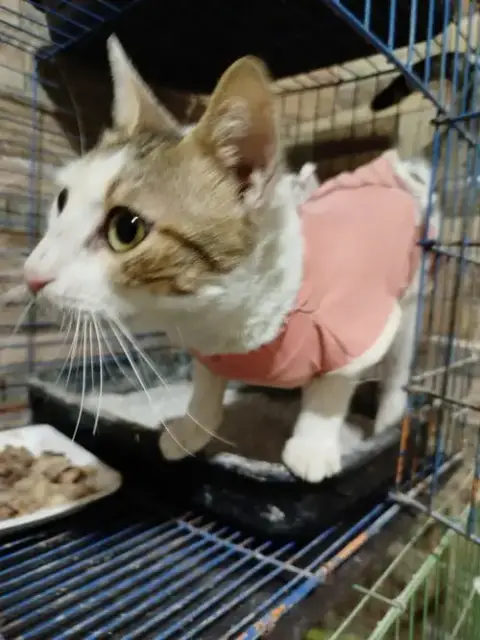Labubu