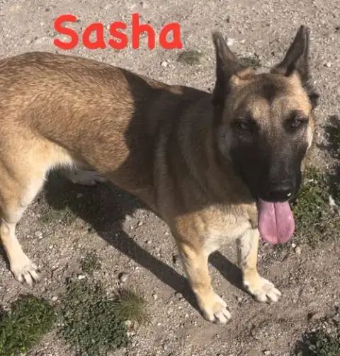 Sasha photo 3