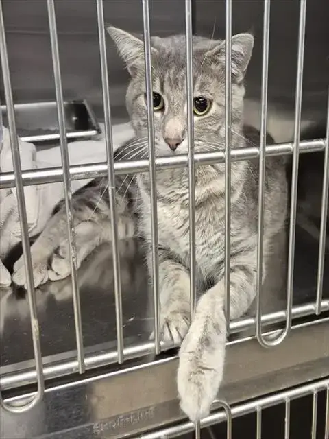 Meowzart