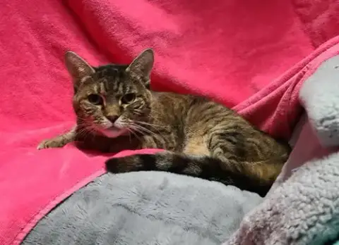 Cinnamon photo 2