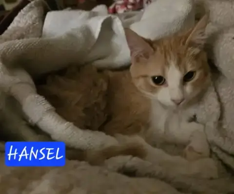 Hansel photo 3