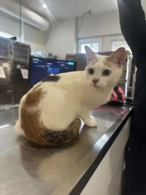 Tuna
