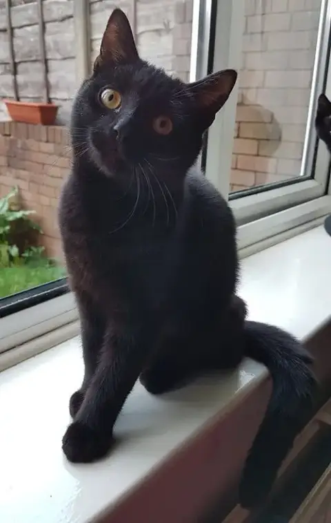Bennie