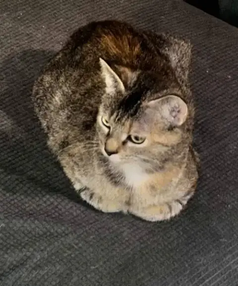 Cat photo 4