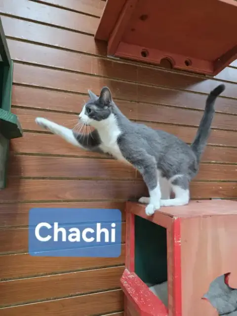 Chachi photo 5