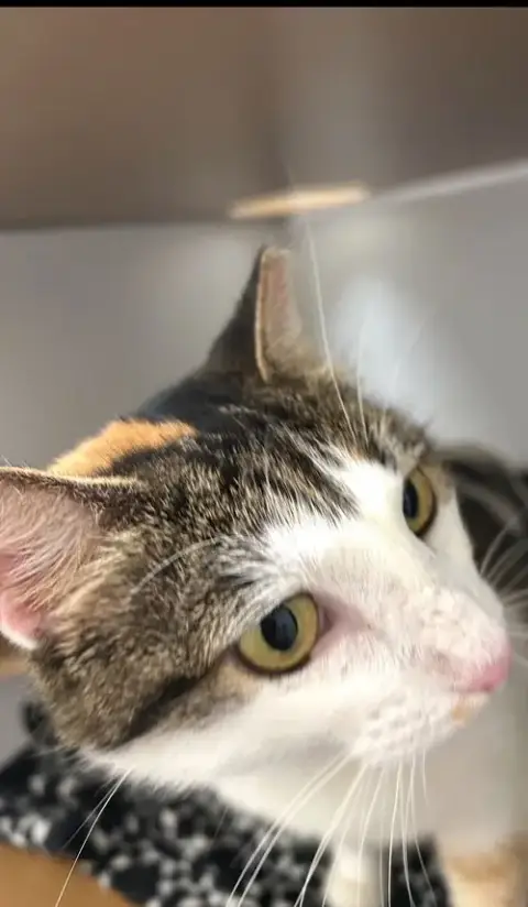 Dinah Is A Doll! Adopt Asap! Stunning! photo 5