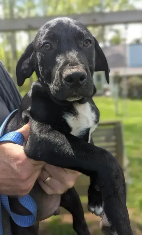 Bandit