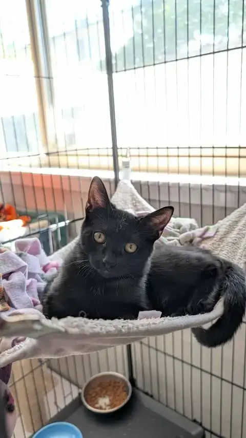 Piper