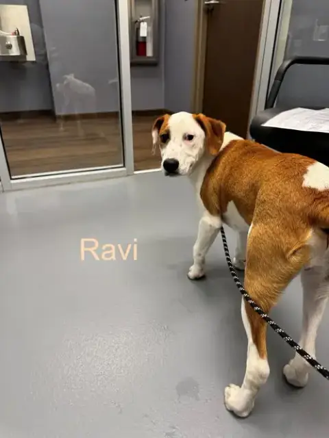 Ravi