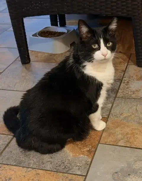 Toby