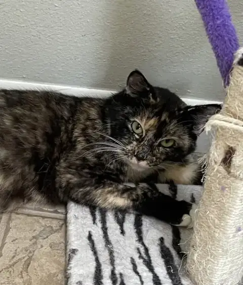 Ms. Kitty photo 2