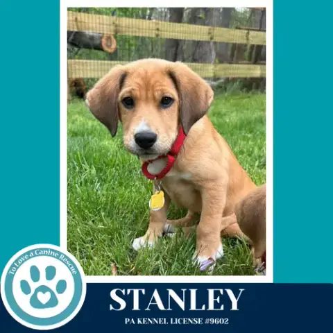 Stanley photo 2