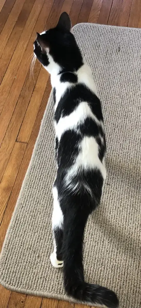 Moo