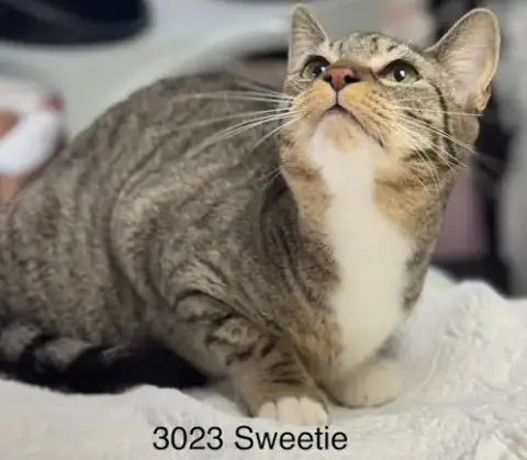 Sweetie