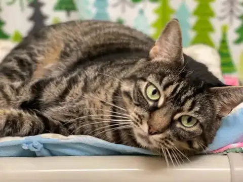 Marcie