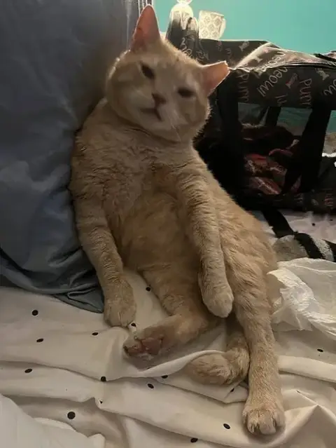 Garfield K