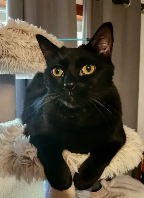Bagheera