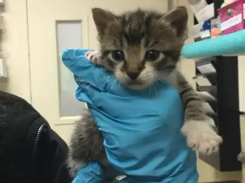 Milo