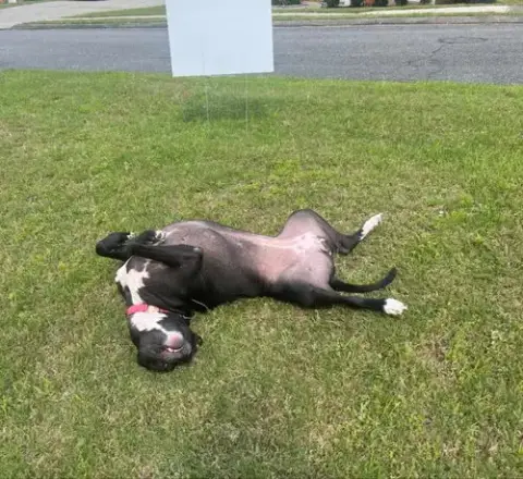 Bella photo 4