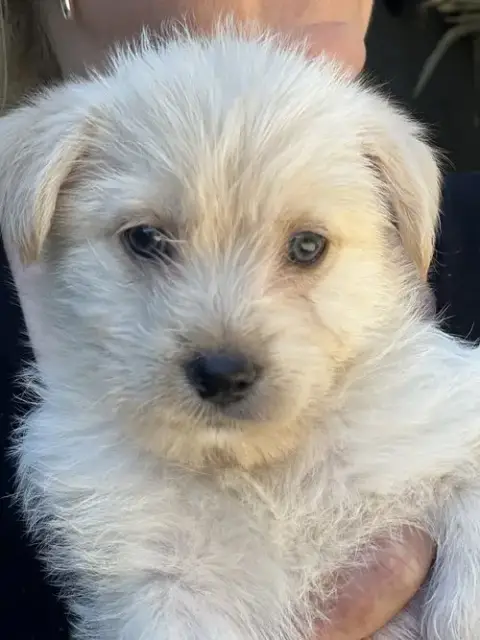 Molly photo 4