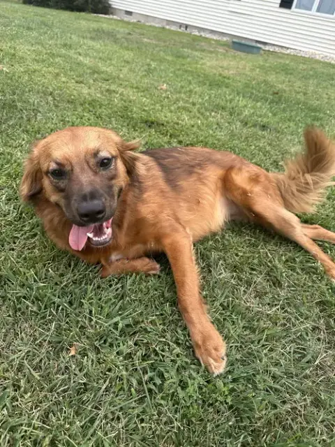 Penny