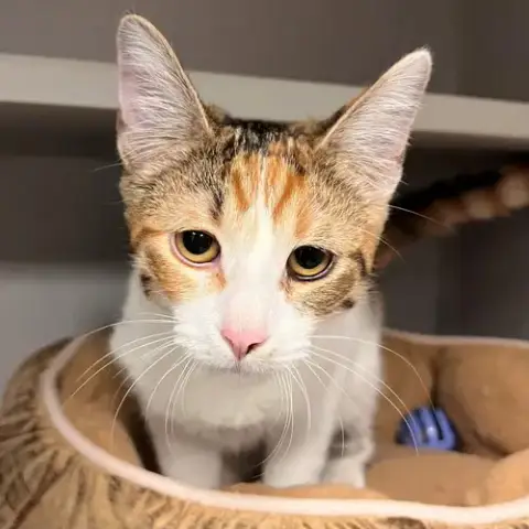 Cocoa