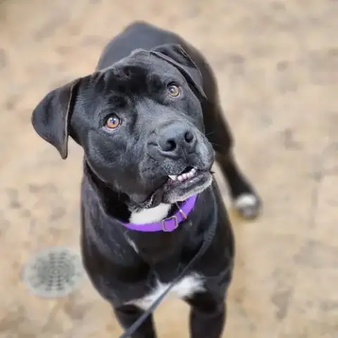 Dexter photo 3