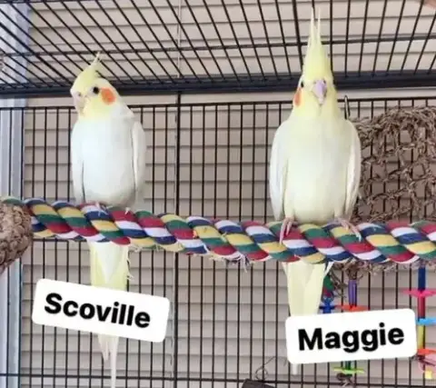 Scoville