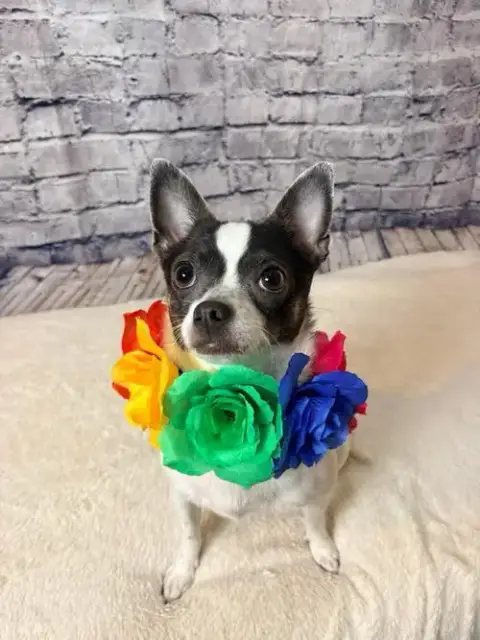 Nala photo 4