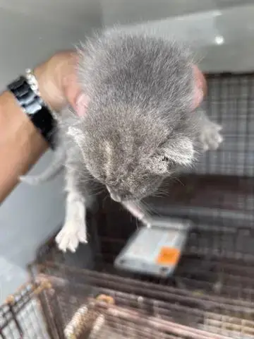 Maverick