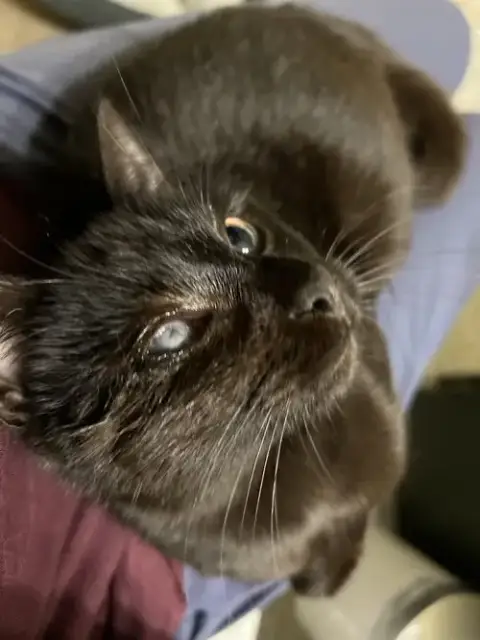 Mad Eye Meowdy photo 4