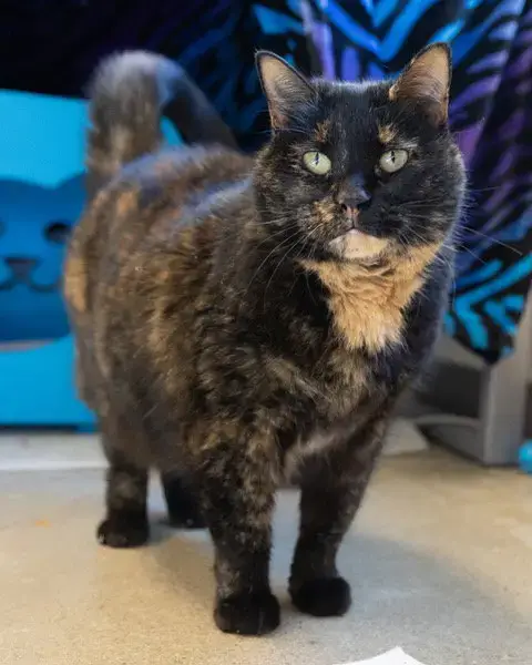 Peaches