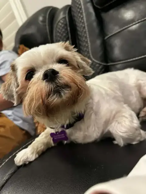 Miss Biscuit