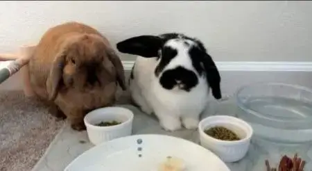 Pongo & Peanut photo 4