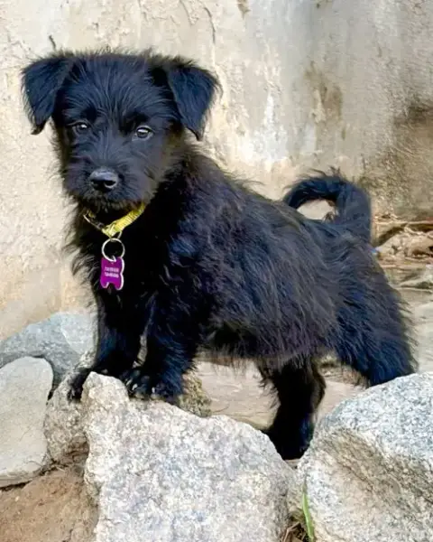 Scottie photo 3