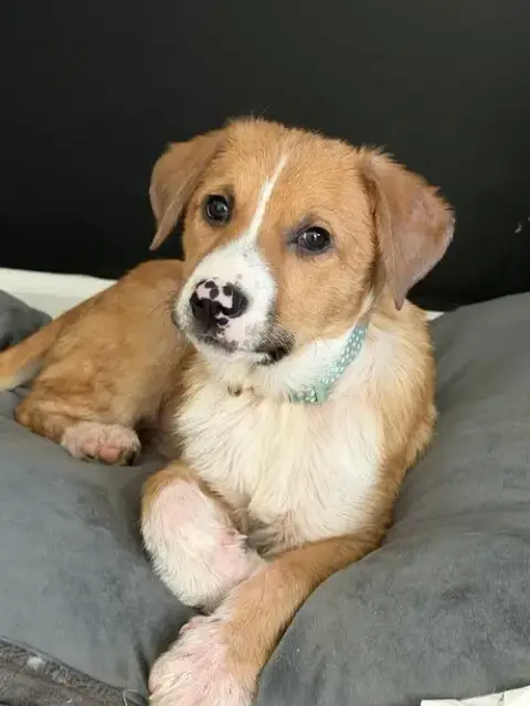 Puppy Teddy photo 2