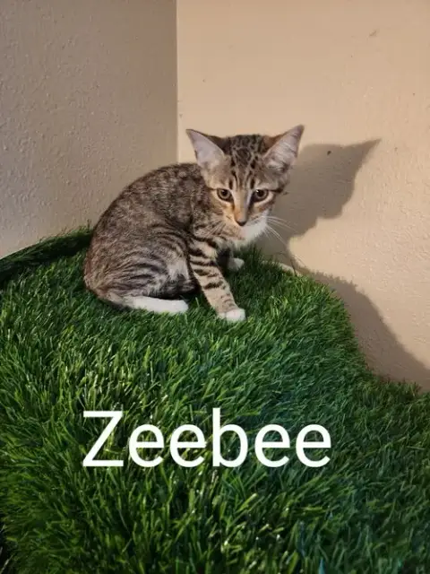 Zeebee photo 2