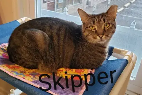 Skipper photo 4