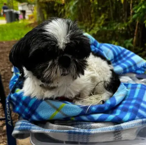 Sofie *Adopt Or Foster* photo 2