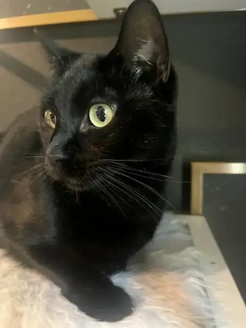 Milo photo 3