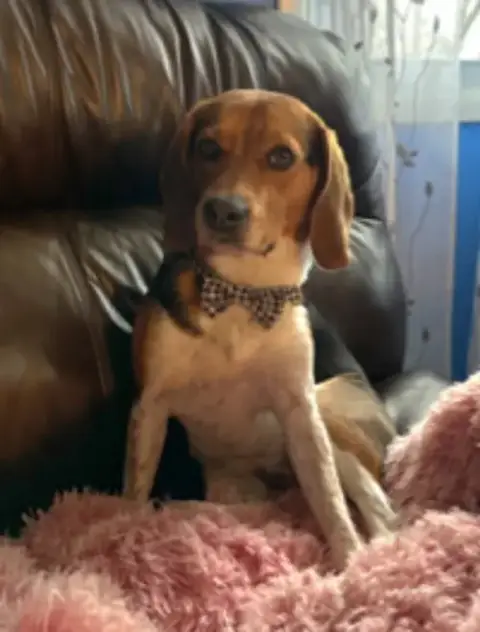 Bailey *Adopt Or Foster* photo 3