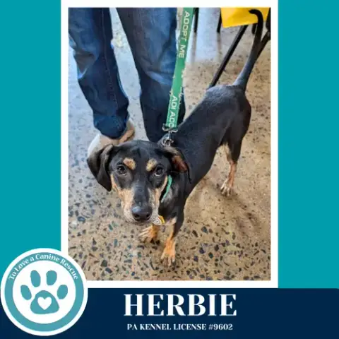 Herbie 041826 photo 2