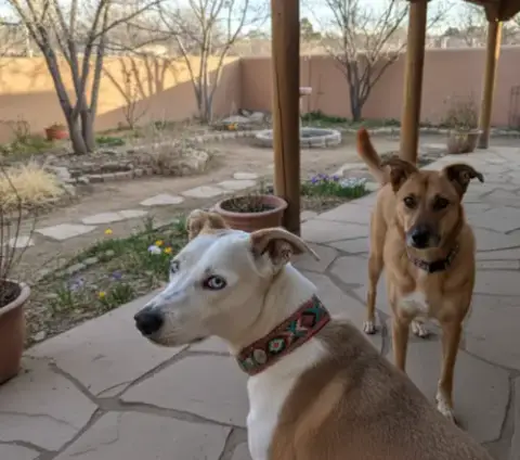 Daisy & Foley