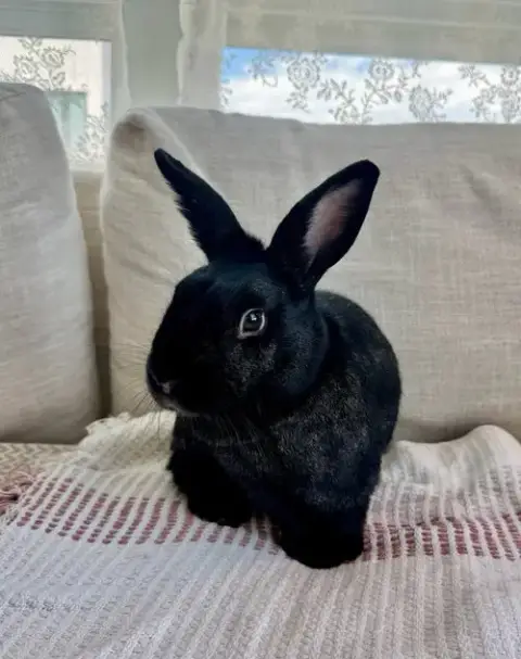 Bonnie
