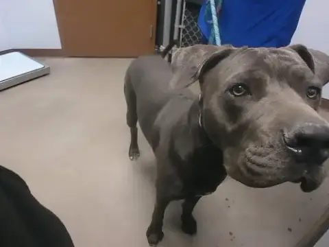 Coal